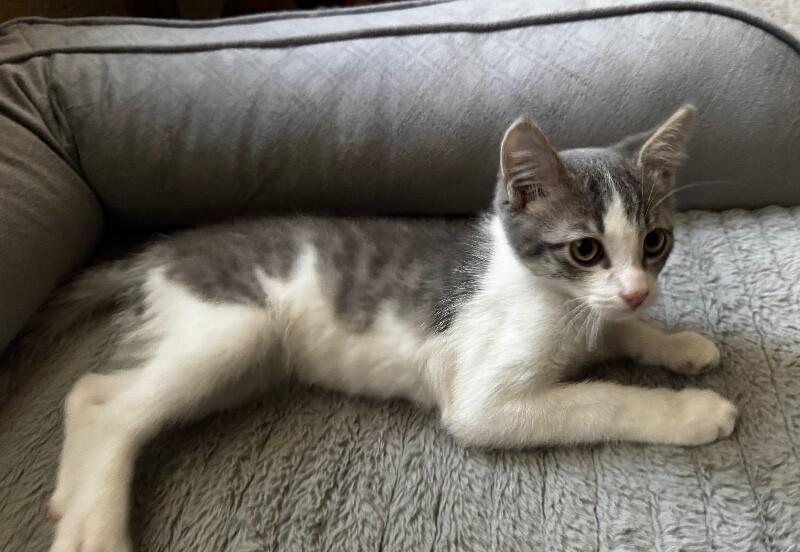 Smokey the Bear 🐻- Critter Crew, Adoptable, Young Male Tabby.