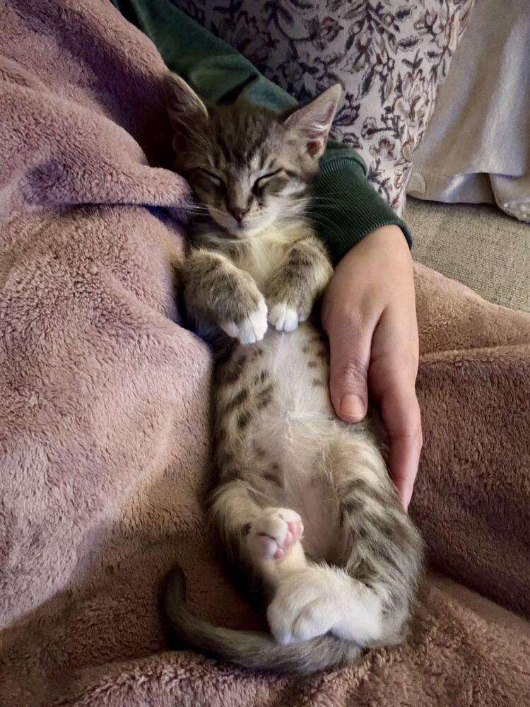 Enlarge Grub, a Adoptable Domestic Short Hair in Syracuse, NY image 1/6