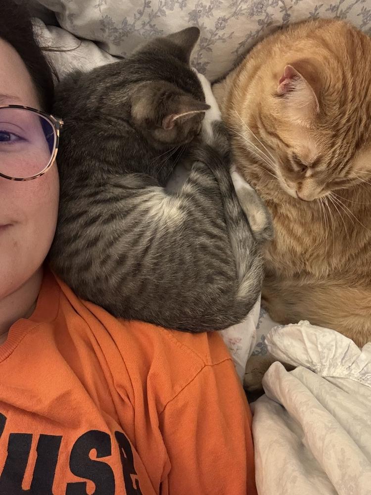 Enlarge Grub, a Adoptable Domestic Short Hair in Syracuse, NY image 2/6