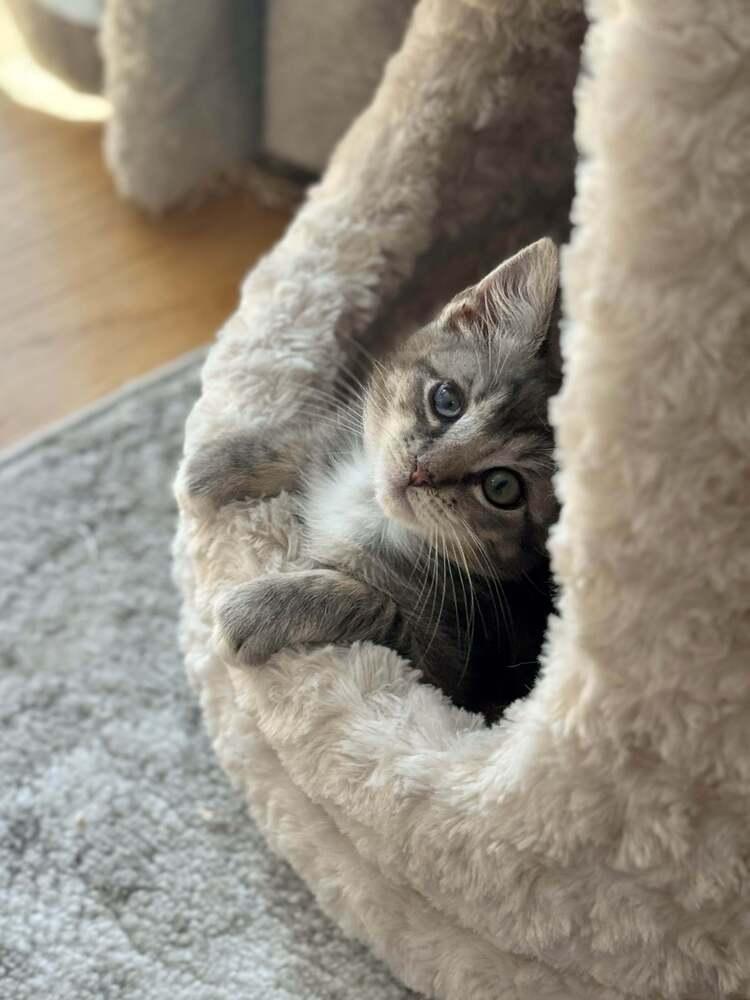 Enlarge Grub, a Adoptable Domestic Short Hair in Syracuse, NY image 3/6