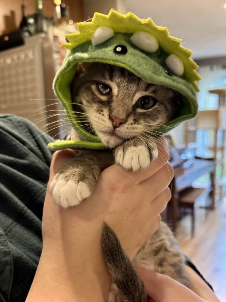 Enlarge Grub, a Adoptable Domestic Short Hair in Syracuse, NY image 4/6