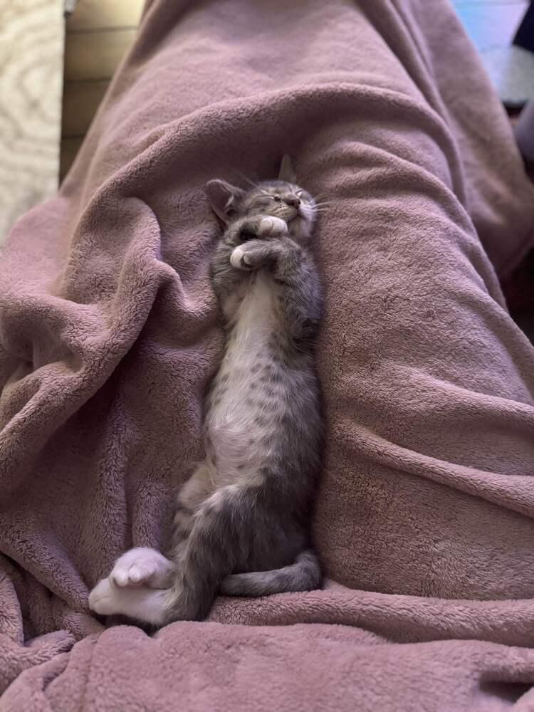 Enlarge Grub, a Adoptable Domestic Short Hair in Syracuse, NY image 6/6