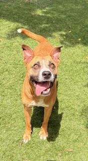 Enlarge Bases Loaded, a ADOPTABLE mixed breed in Mount Juliet, TN image 4/5