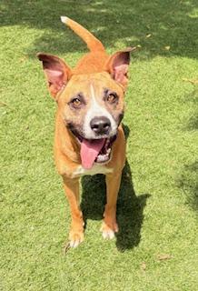 Enlarge Bases Loaded, a ADOPTABLE mixed breed in Mount Juliet, TN image 2/5