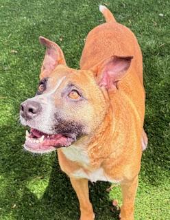 Enlarge Bases Loaded, a ADOPTABLE mixed breed in Mount Juliet, TN image 5/5