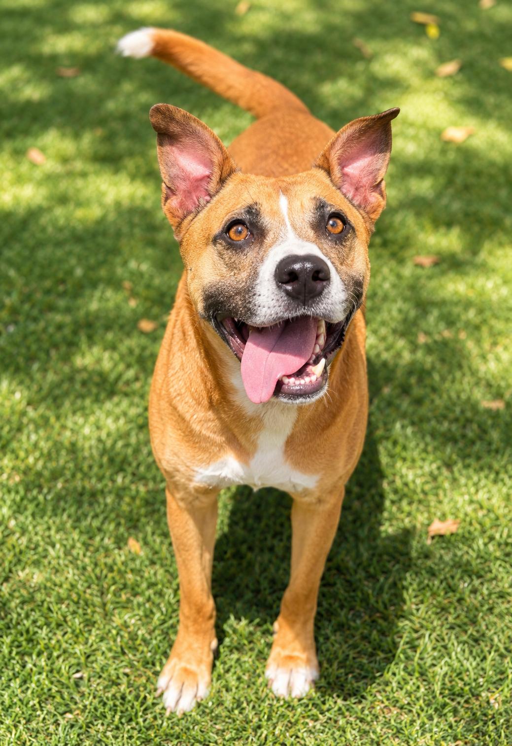 Bases Loaded, a ADOPTABLE mixed breed in Mount Juliet, TN image 3/4