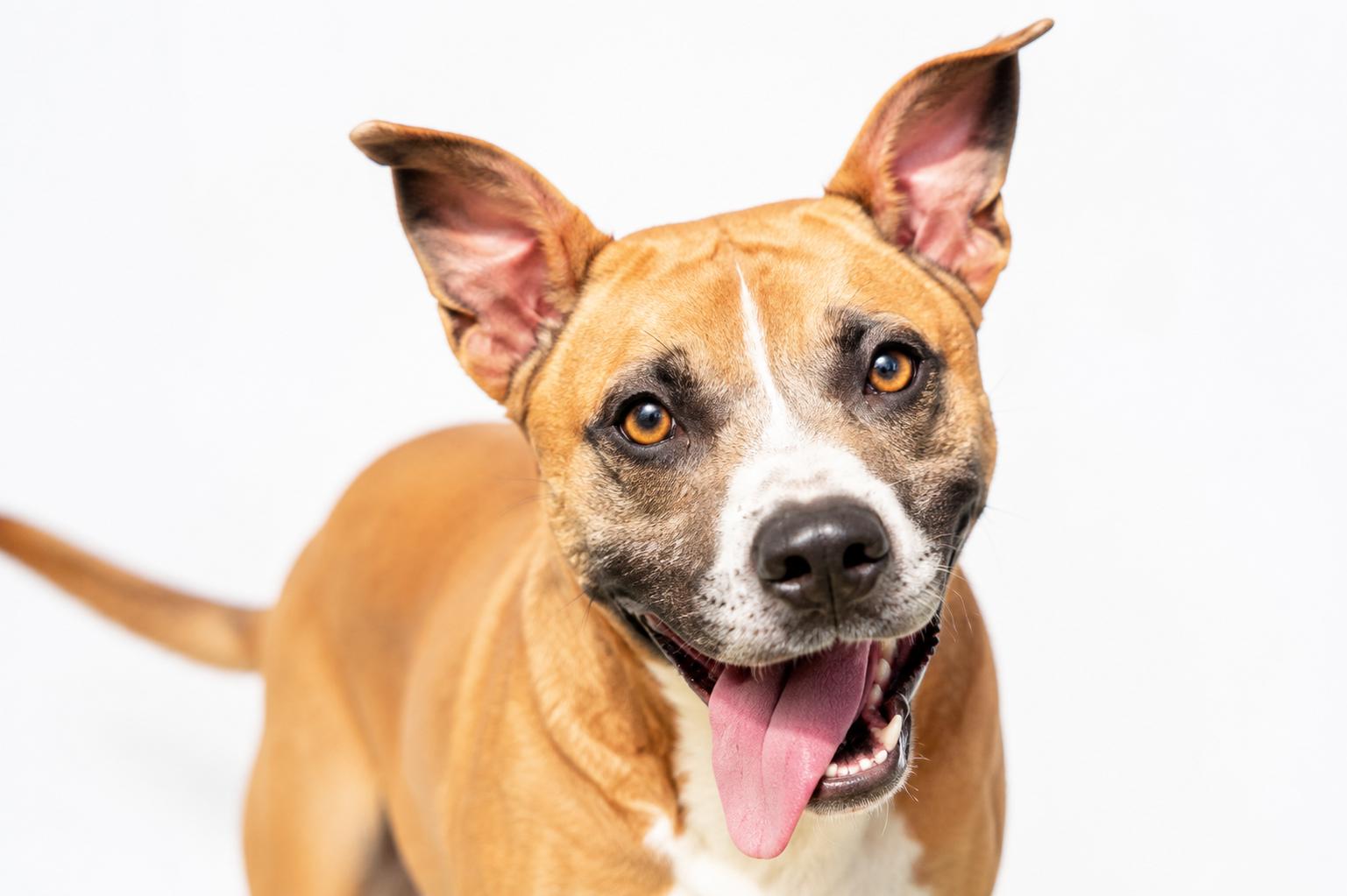 Bases Loaded, a ADOPTABLE mixed breed in Mount Juliet, TN image 1/4