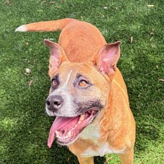Enlarge Bases Loaded, a ADOPTABLE mixed breed in Mount Juliet, TN image 1/5