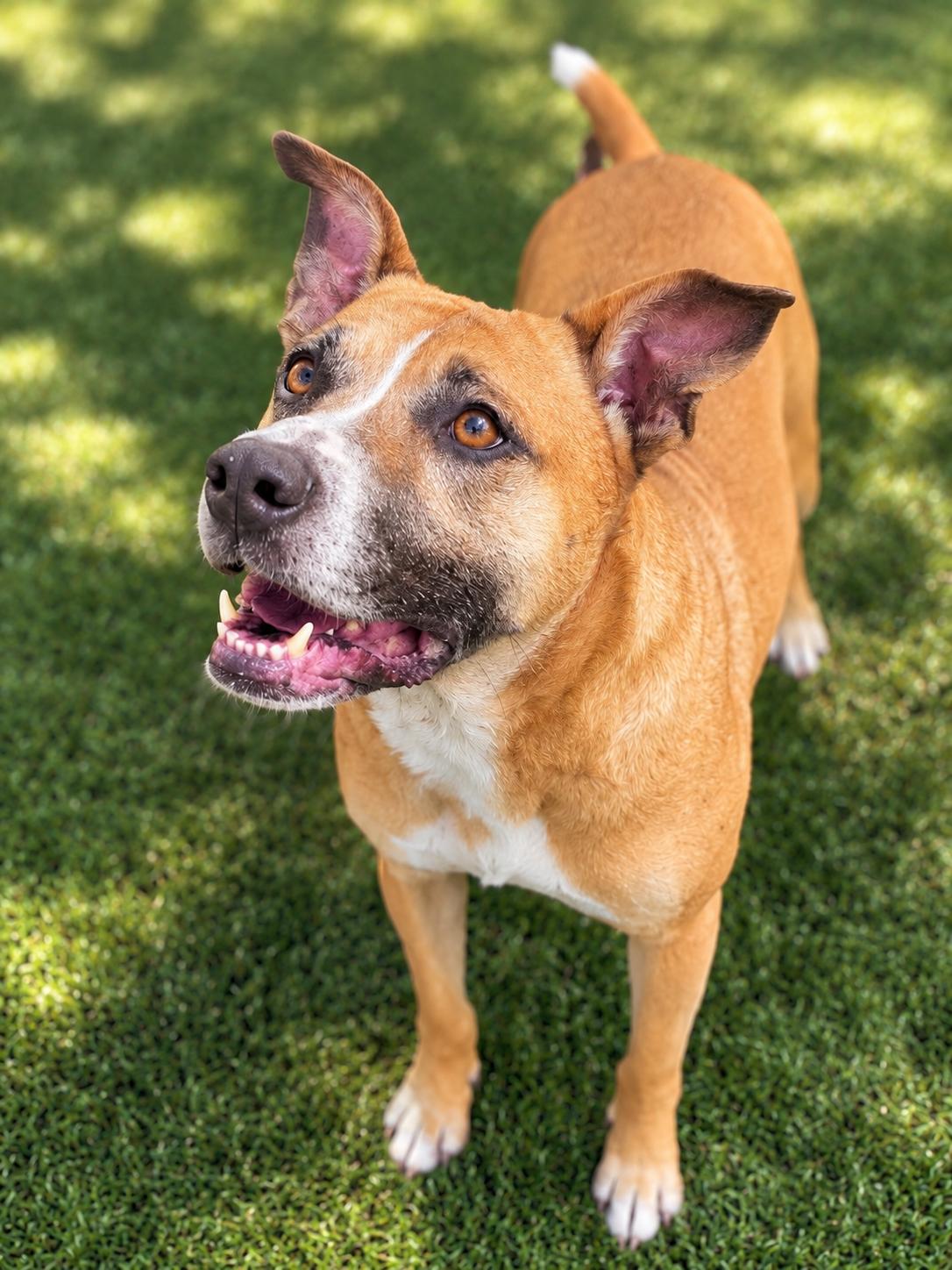 Bases Loaded, a ADOPTABLE mixed breed in Mount Juliet, TN image 2/4