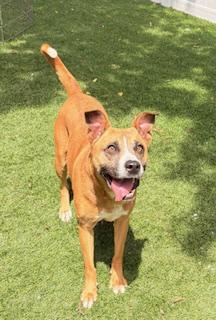 Enlarge Bases Loaded, a ADOPTABLE mixed breed in Mount Juliet, TN image 3/5