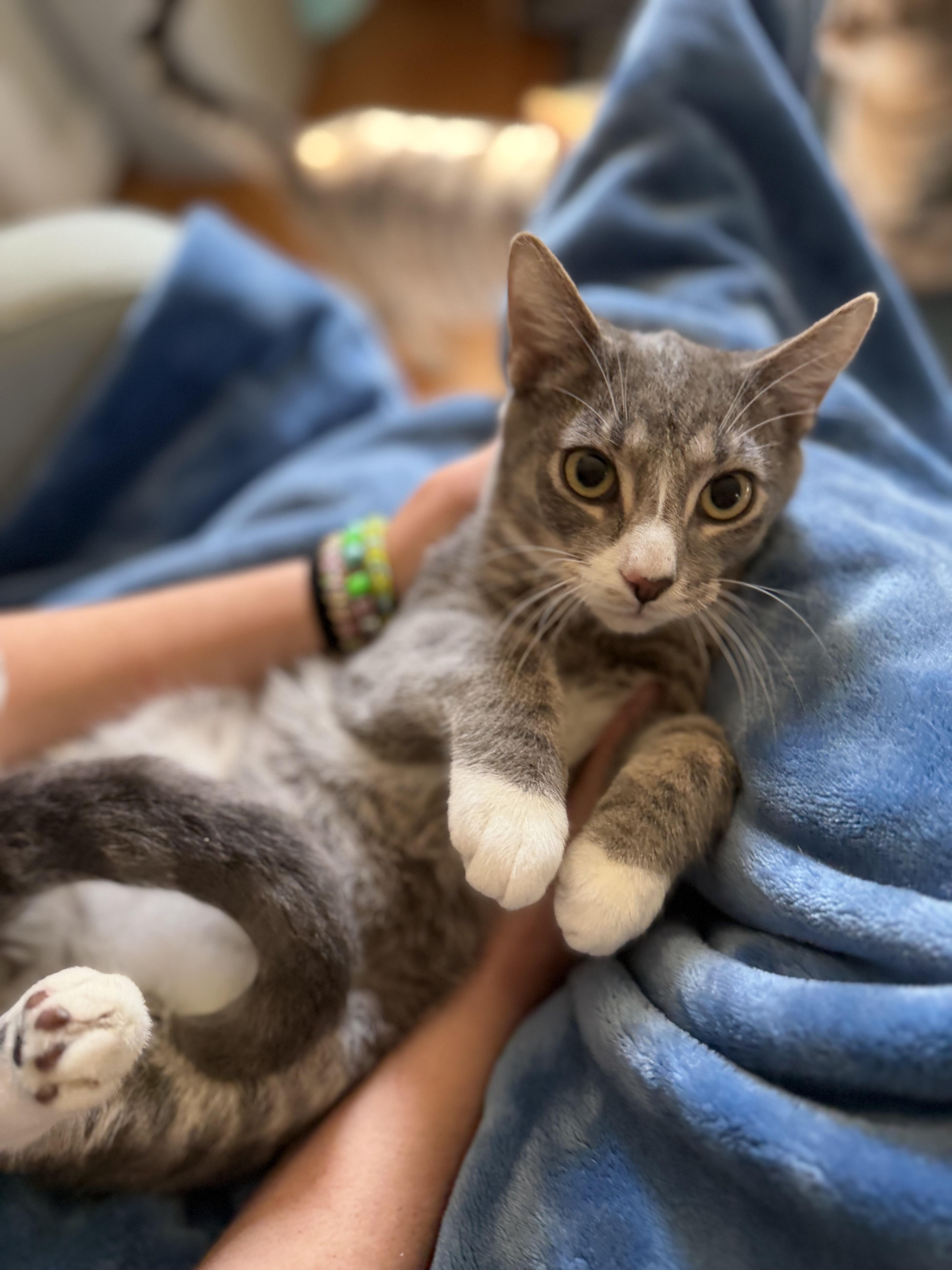 James, Adoptable, Kitten Male American Shorthair.