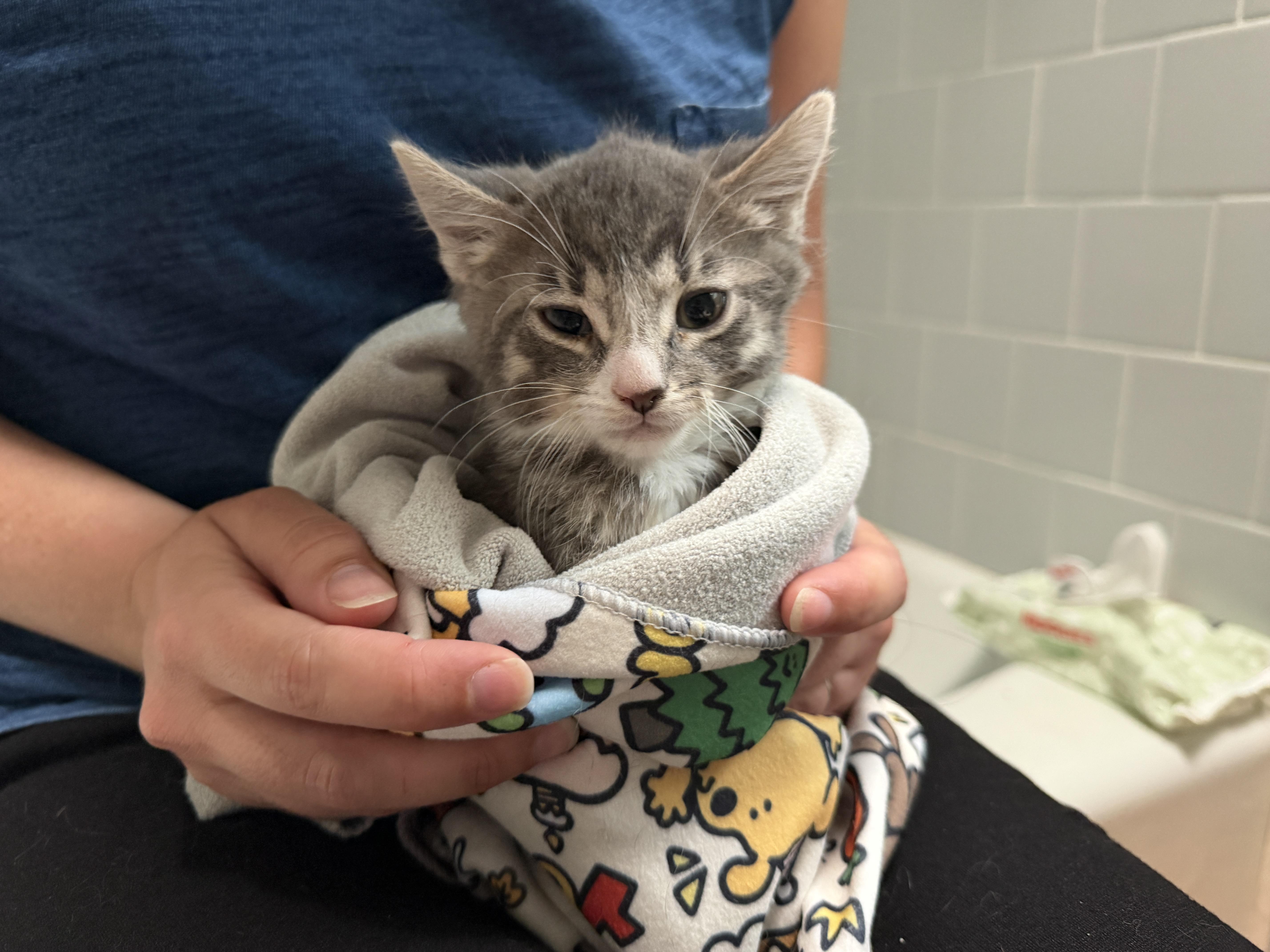 James, ADOPTABLE, Kitten Male American Shorthair.