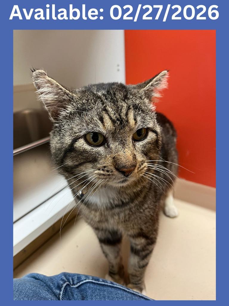 Enlarge Cat Condo #18 Chamoy, a Adoptable mixed breed in Greenville, TX image 1/5
