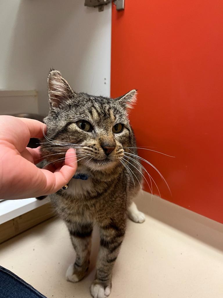Enlarge Cat Condo #18 Chamoy, a Adoptable mixed breed in Greenville, TX image 2/5
