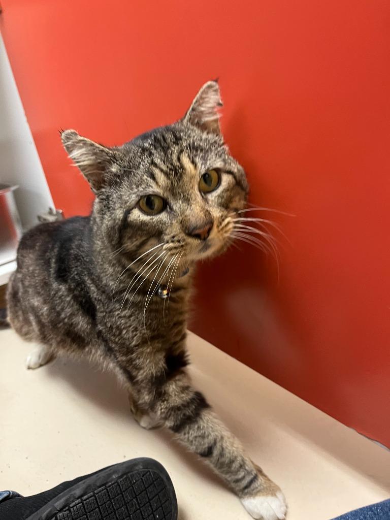 Enlarge Cat Condo #18 Chamoy, a Adoptable mixed breed in Greenville, TX image 3/5