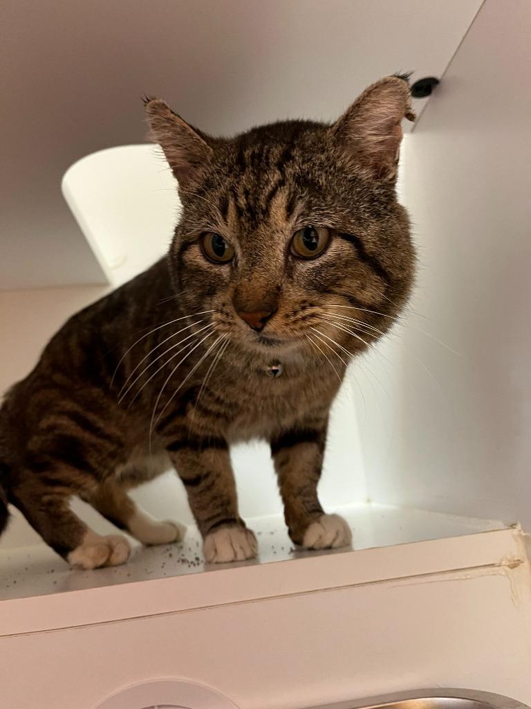 Enlarge Cat Condo #18 Chamoy, a Adoptable mixed breed in Greenville, TX image 4/5