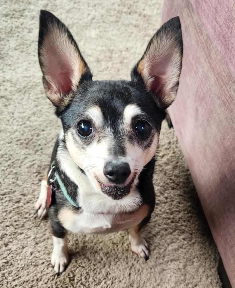 Enlarge Oreo, a ADOPTABLE mixed breed in Boise, ID image 5/6