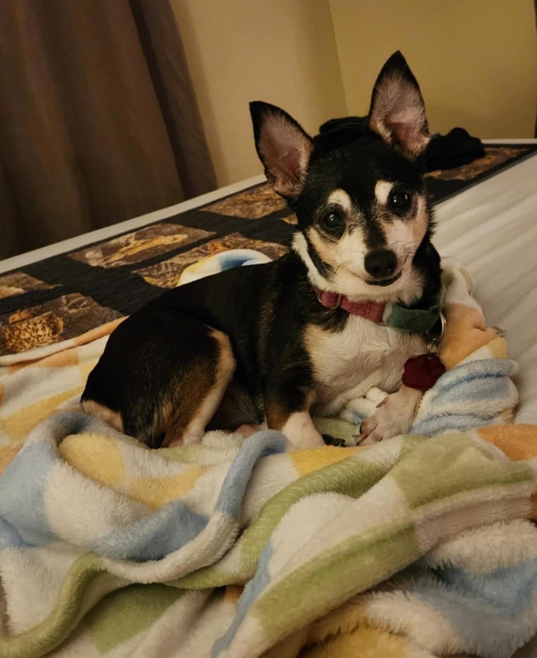 Enlarge Oreo, a ADOPTABLE mixed breed in Boise, ID image 1/6