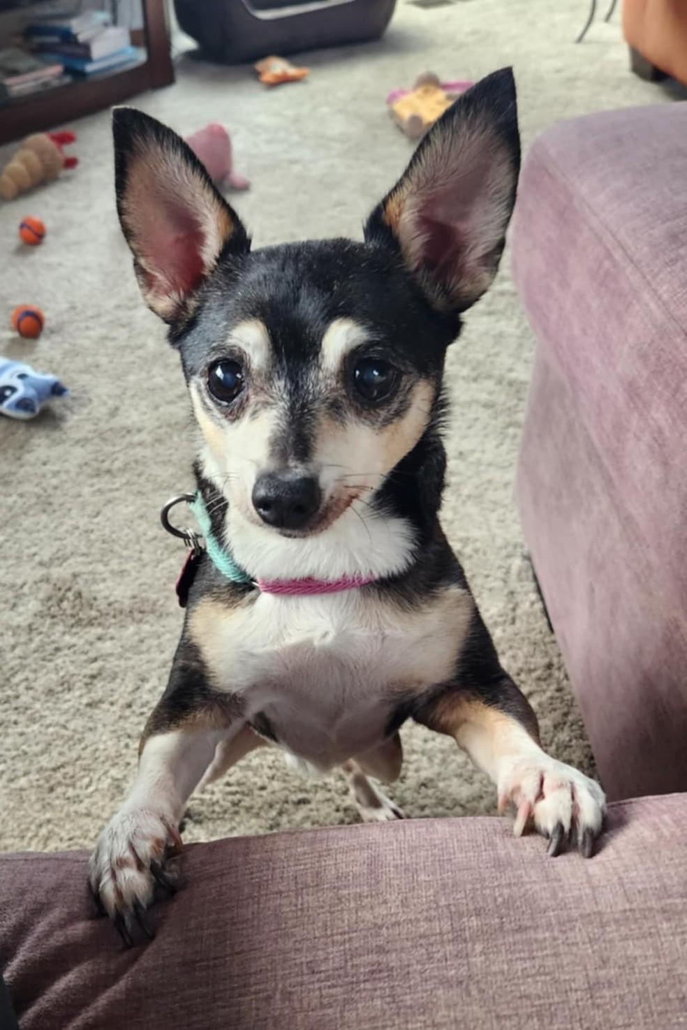 Enlarge Oreo, a ADOPTABLE mixed breed in Boise, ID image 2/6