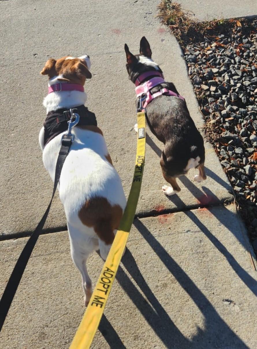 Enlarge Oreo, a ADOPTABLE mixed breed in Boise, ID image 6/6
