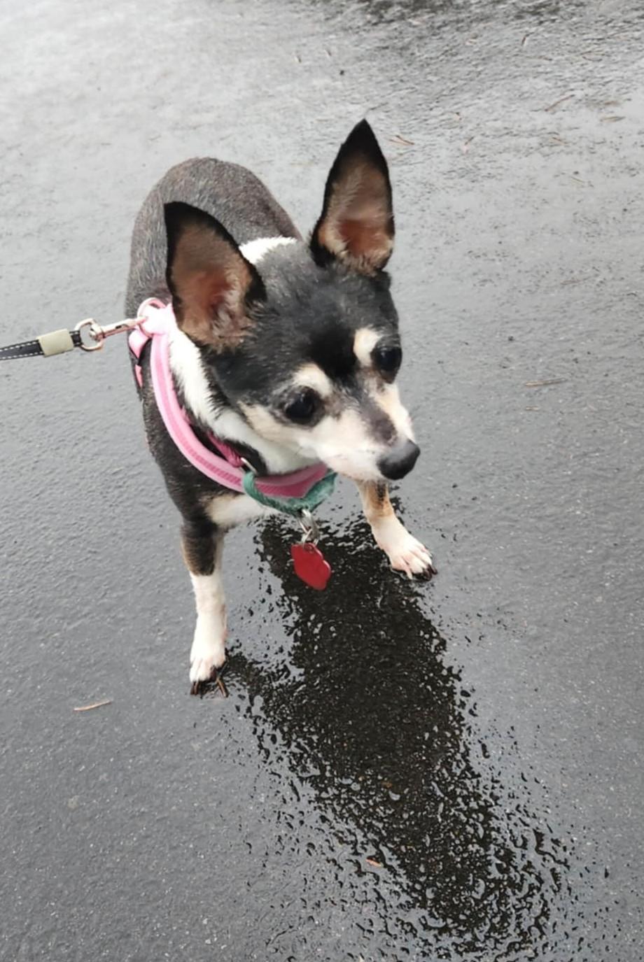 Enlarge Oreo, a ADOPTABLE mixed breed in Boise, ID image 3/6