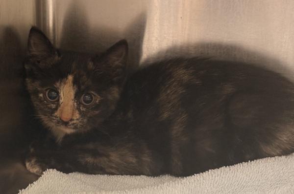 Nessie, Adoptable, Kitten Female Domestic Short Hair.
