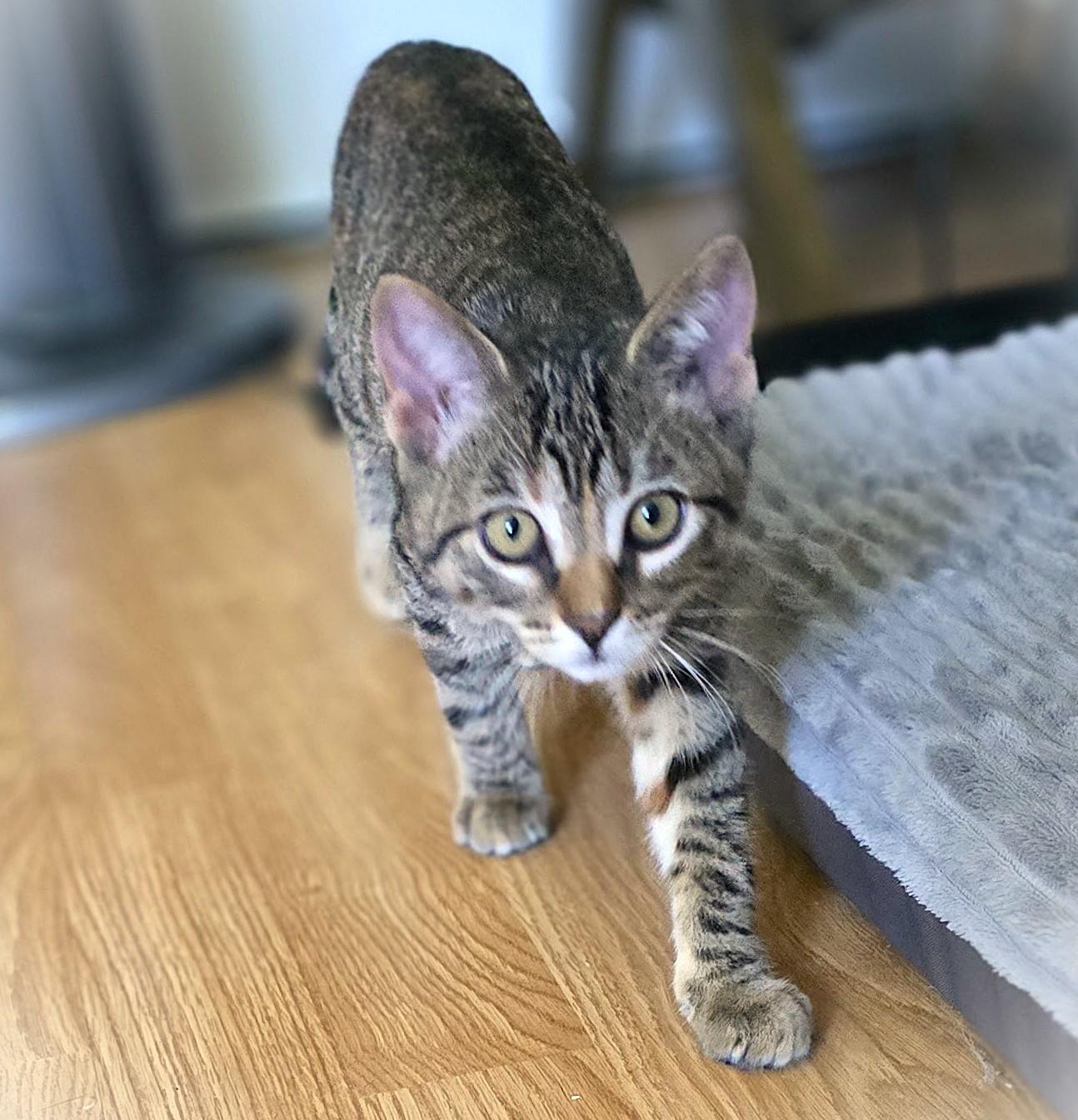 Maple, ADOPTABLE, Kitten Female Tabby & Calico.