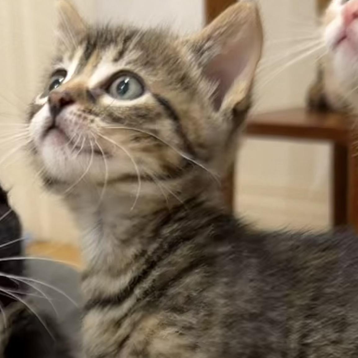 Maple, ADOPTABLE, Kitten Female Tabby & Calico.