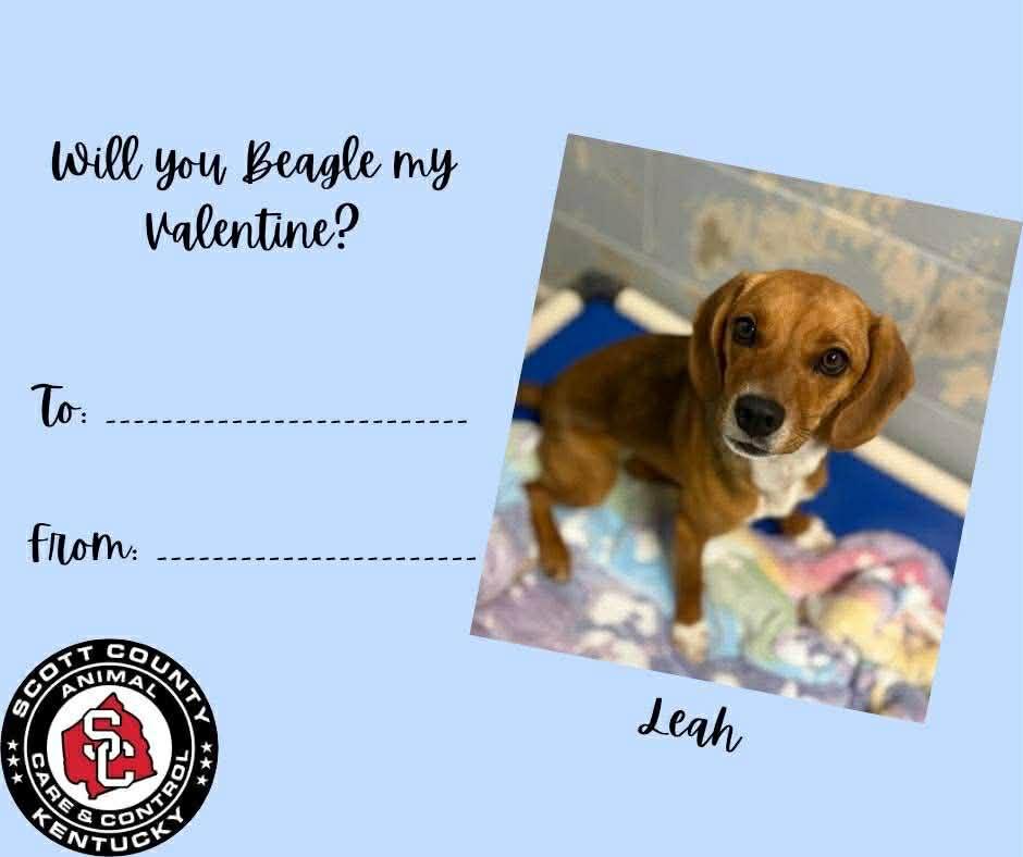 Enlarge Leah, a Adopted Beagle in Georgetown, KY image 1/1