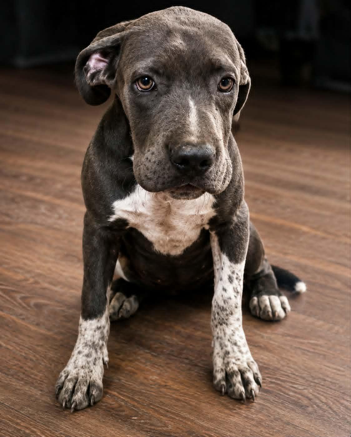 Enlarge Annalisa, a Adoptable mixed breed in Minneapolis, MN image 1/1
