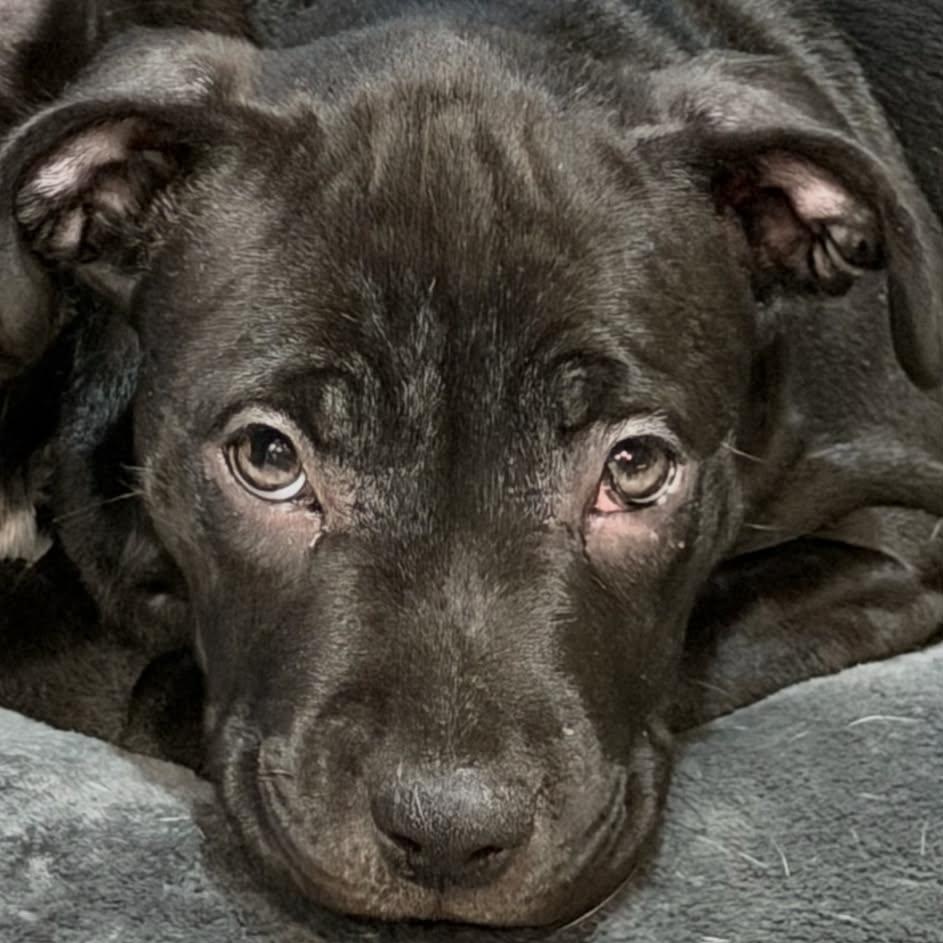 Enlarge Maisy, a ADOPTABLE mixed breed in Pleasant Ridge, MI image 1/3