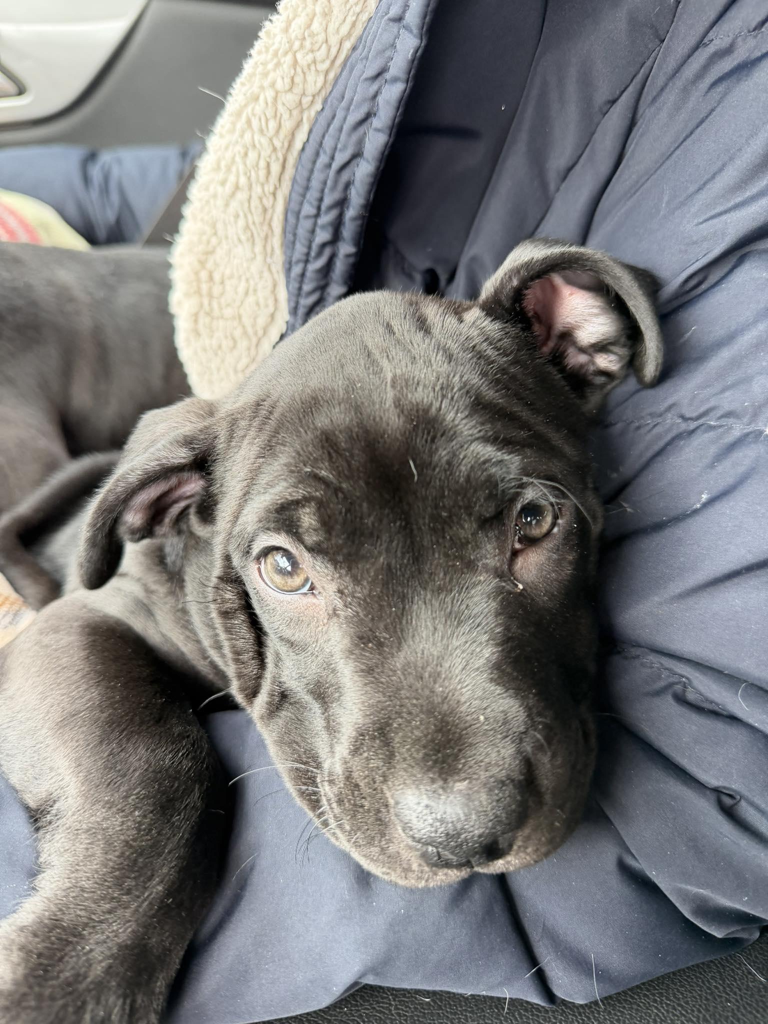 Enlarge Maisy, a ADOPTABLE mixed breed in Pleasant Ridge, MI image 2/3