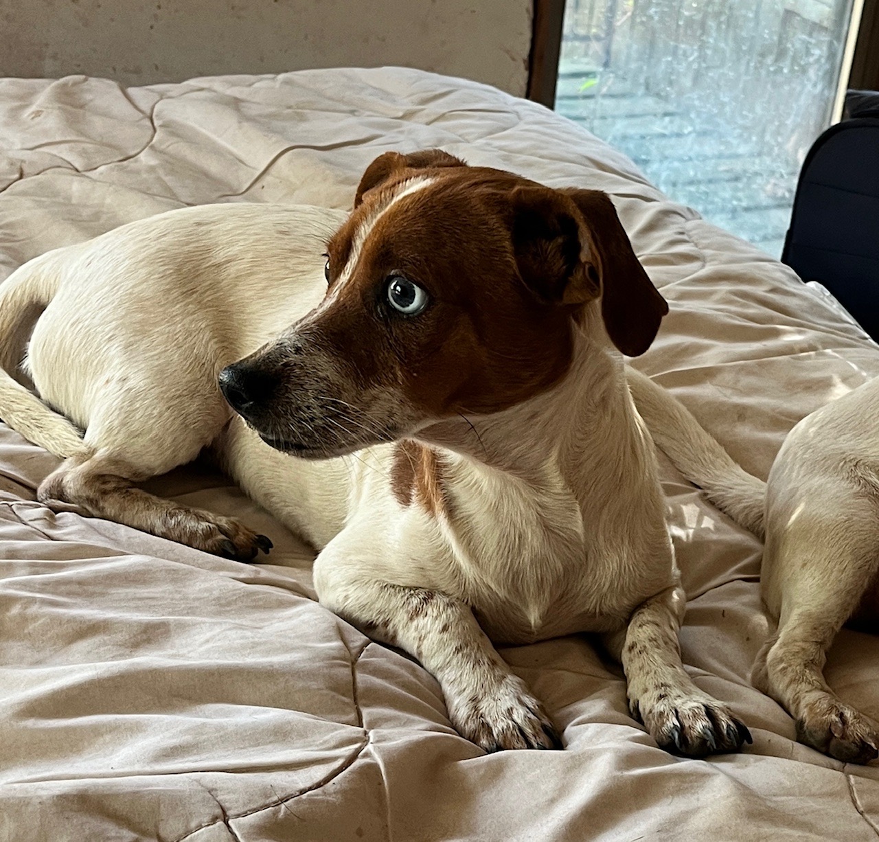 Dog for adoption Tom, a Chihuahua Mix in chicago, IL Petfinder