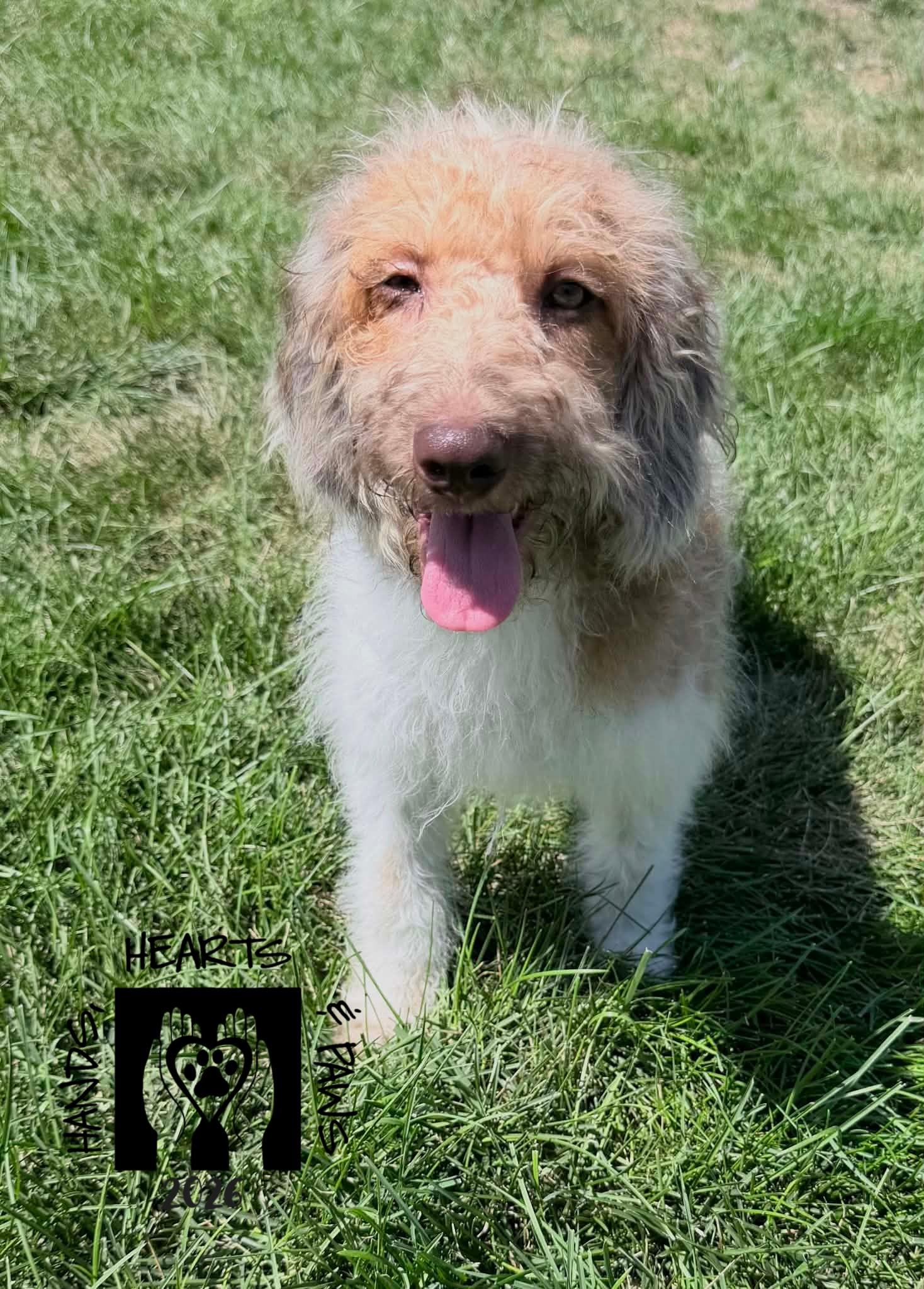 Enlarge Morris, a Adopted mixed breed in Omaha, NE image 2/3