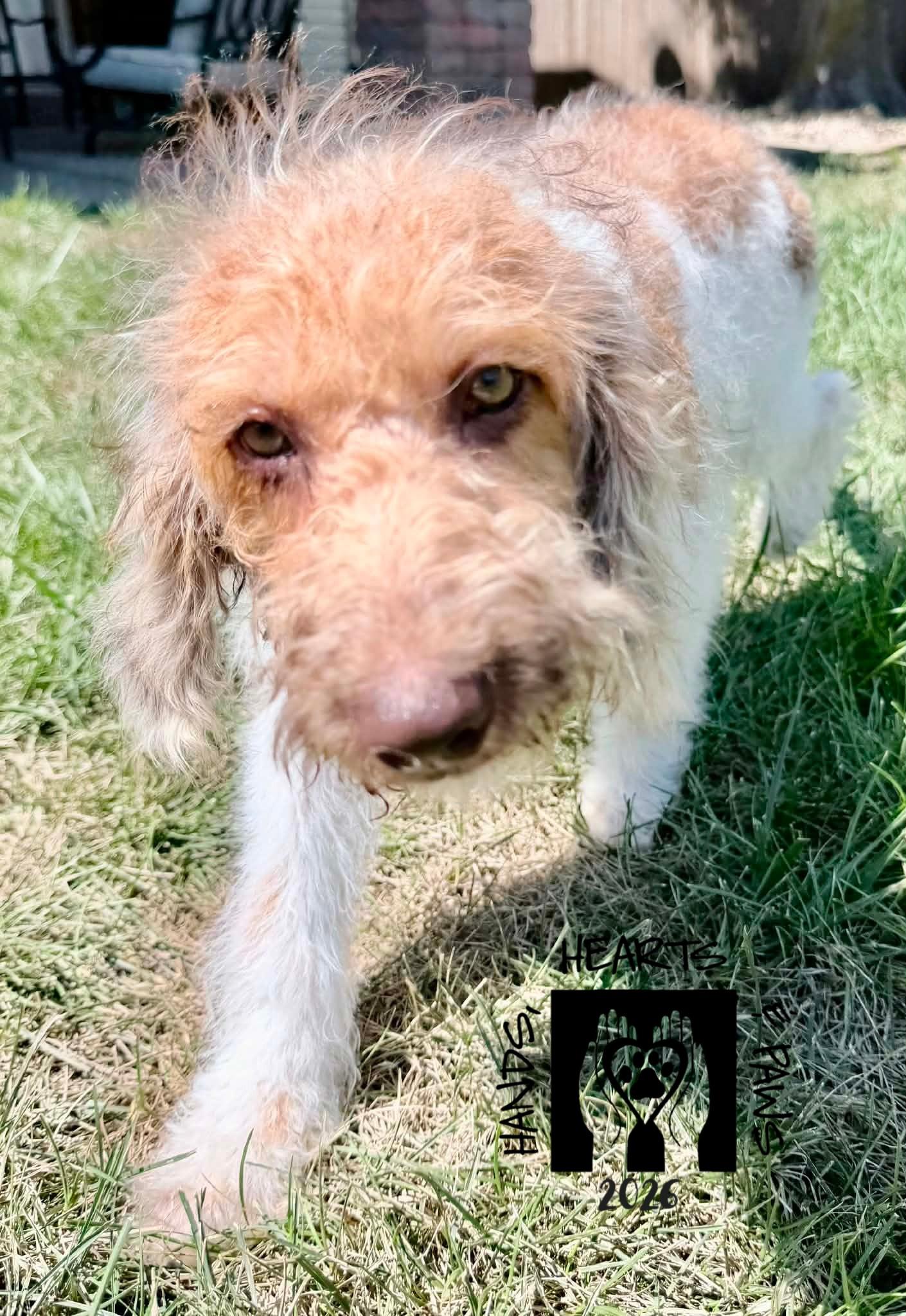 Enlarge Morris, a Adopted mixed breed in Omaha, NE image 3/3