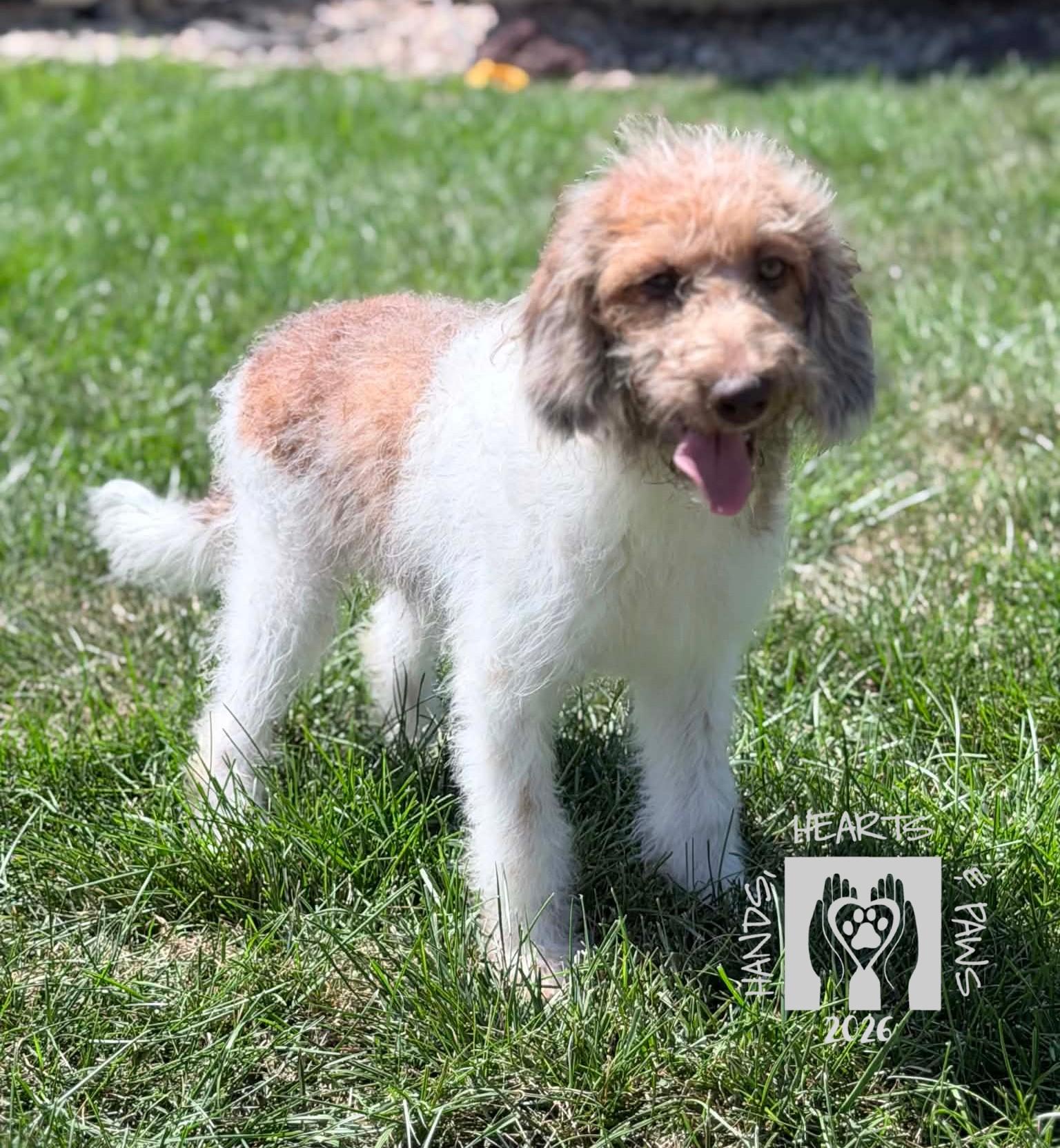 Enlarge Morris, a Adopted mixed breed in Omaha, NE image 1/3