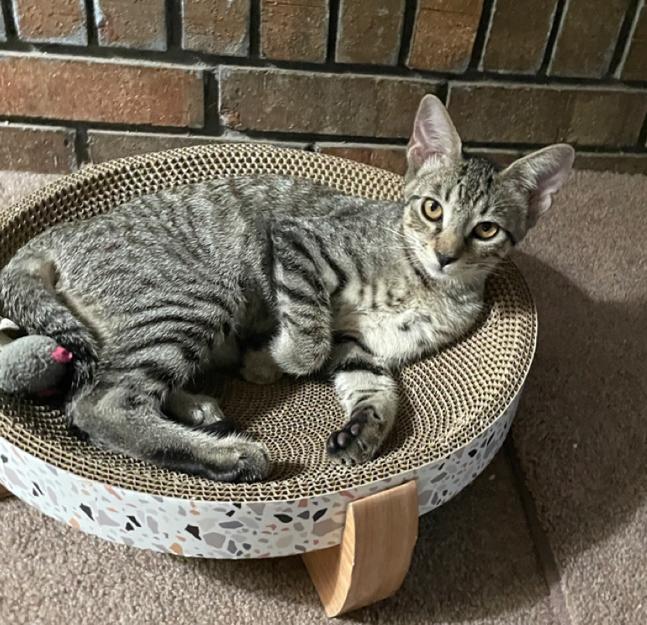 Haley (& see Holly), Adoptable, Kitten Female Tabby.