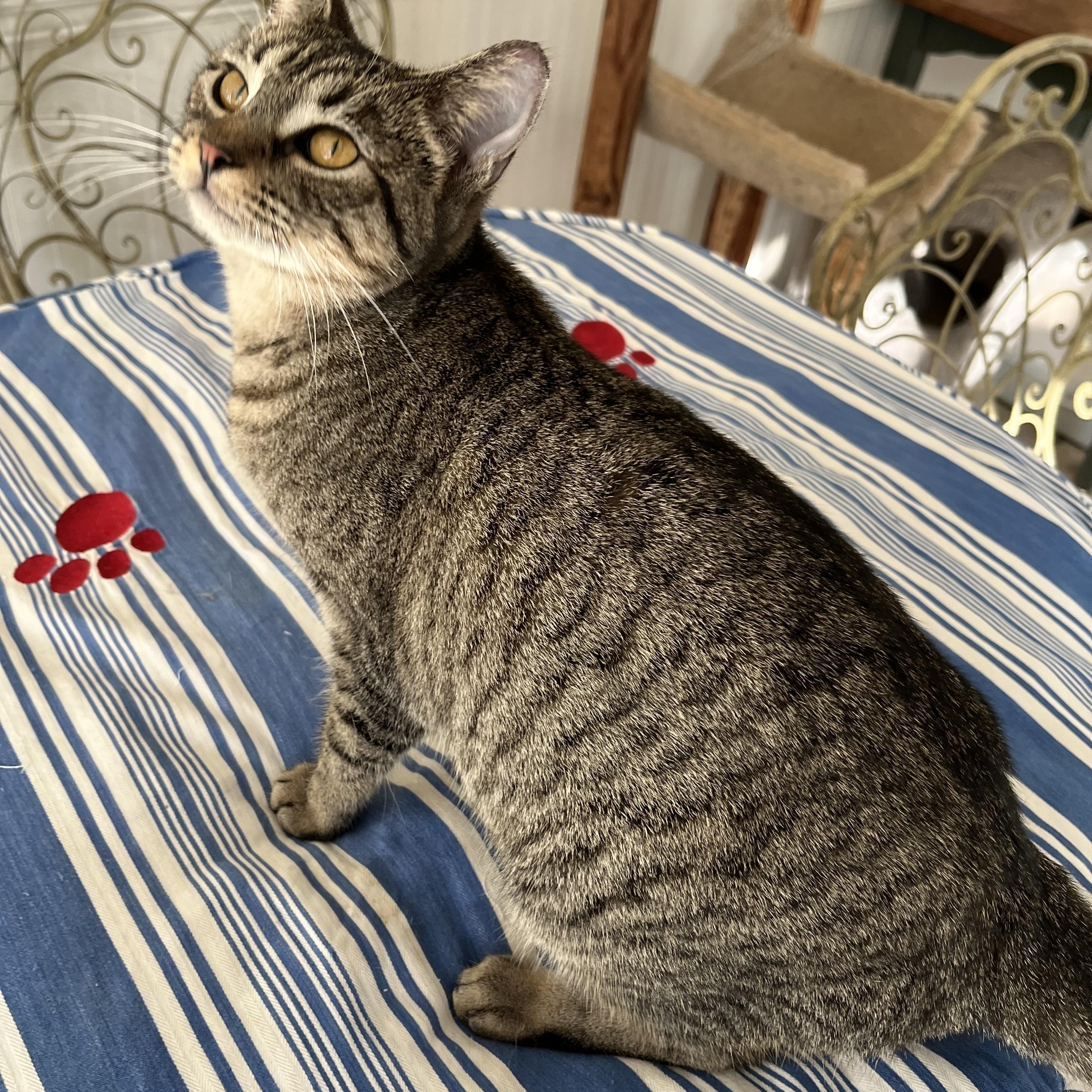 Haley (& see Holly), Adoptable, Kitten Female Tabby.