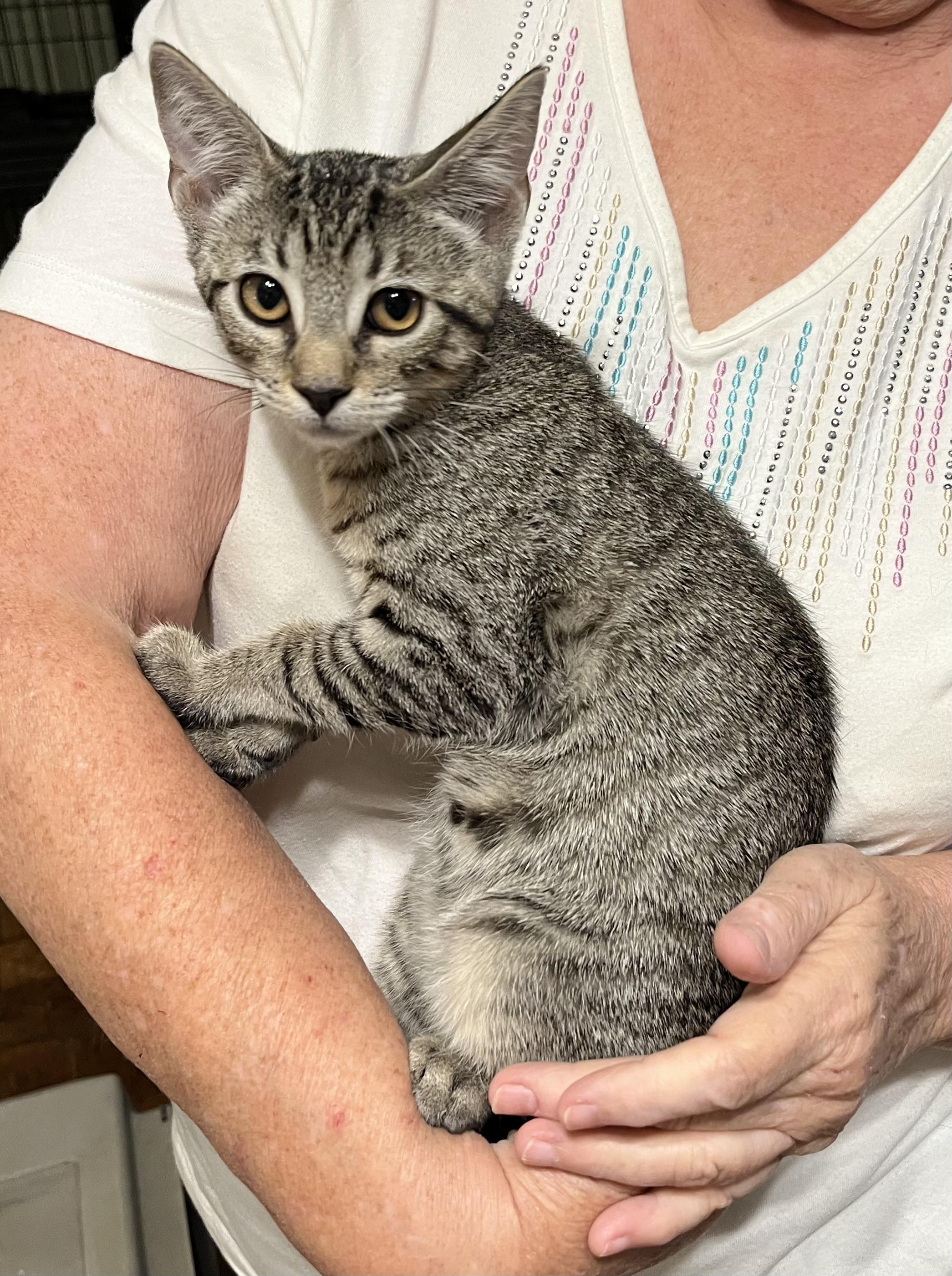 Haley (& see Holly), a Adoptable Tabby in Mobile, AL image 3/4