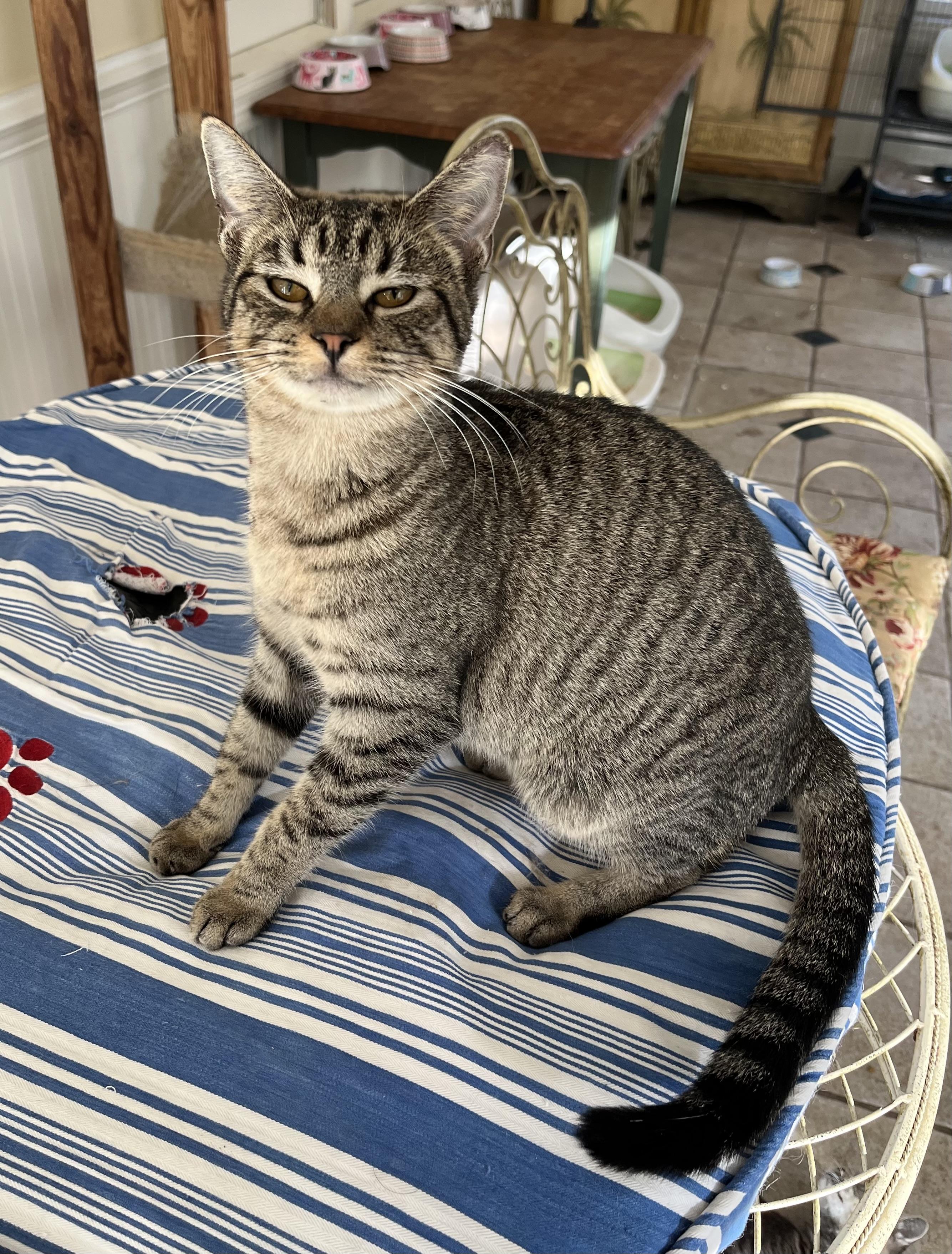 Enlarge Haley (& see Holly), a Adoptable Tabby in Mobile, AL image 2/2