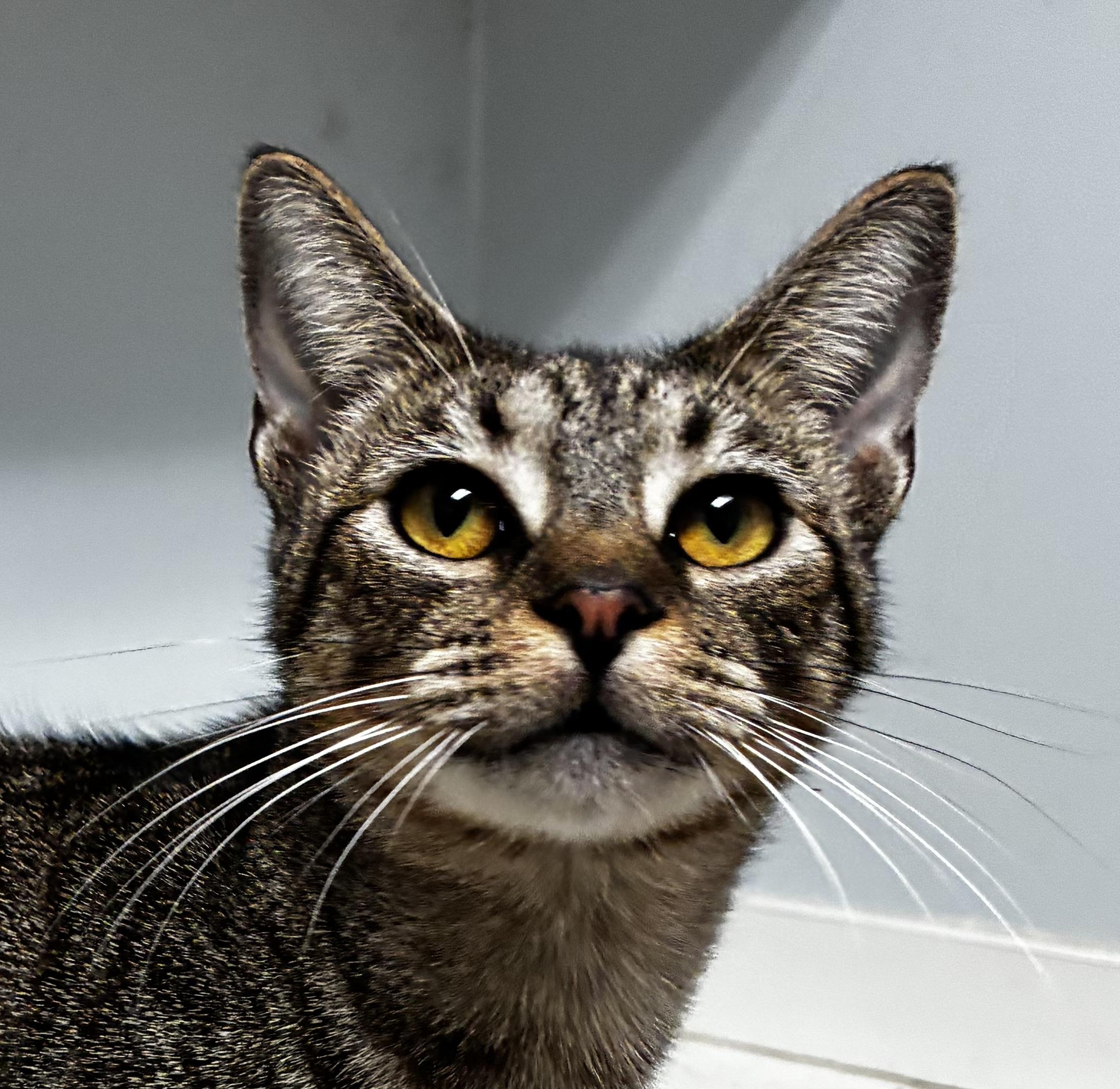 Haley , Adoptable, Young Female Tabby.