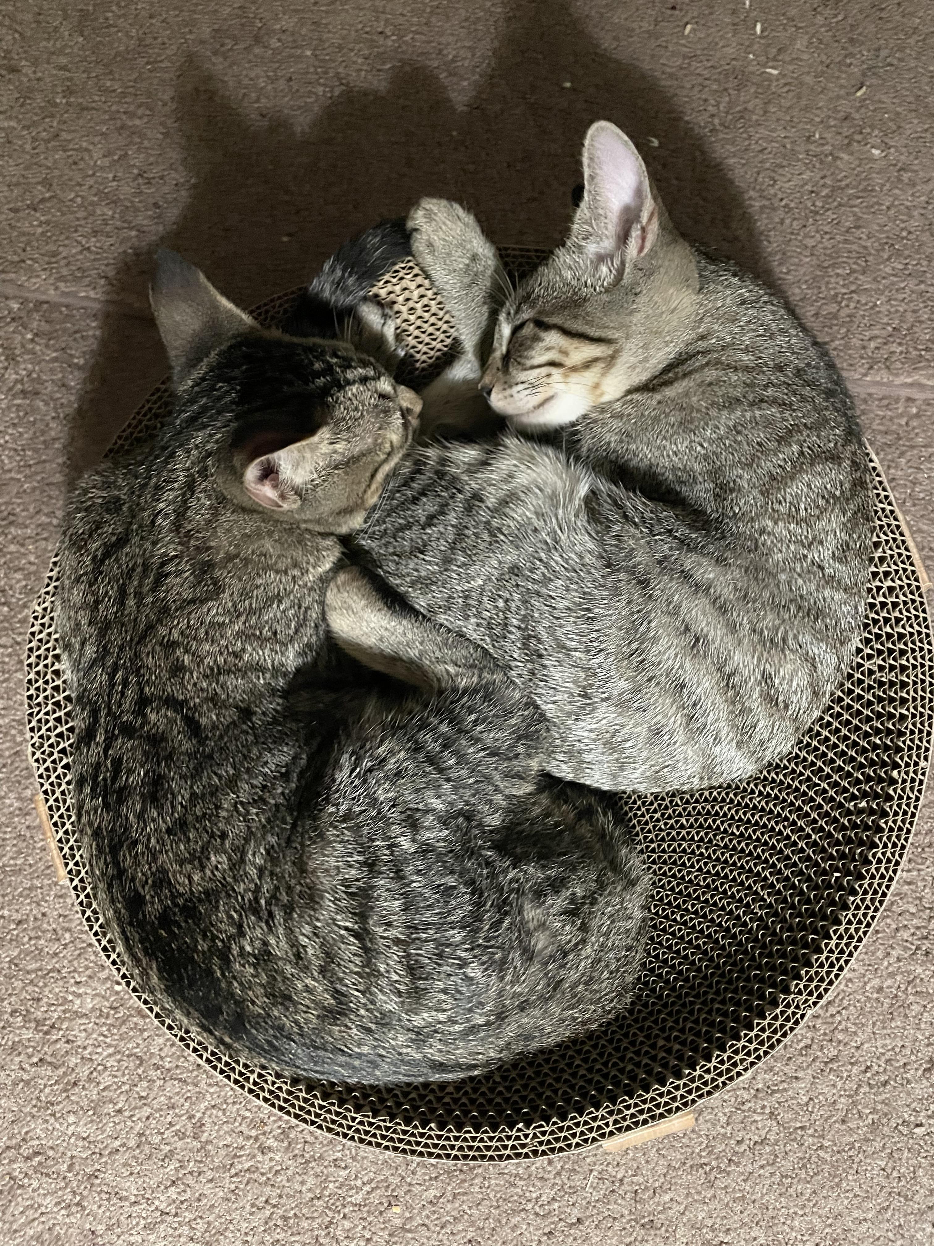 Haley (& see Holly), a Adoptable Tabby in Mobile, AL image 2/4