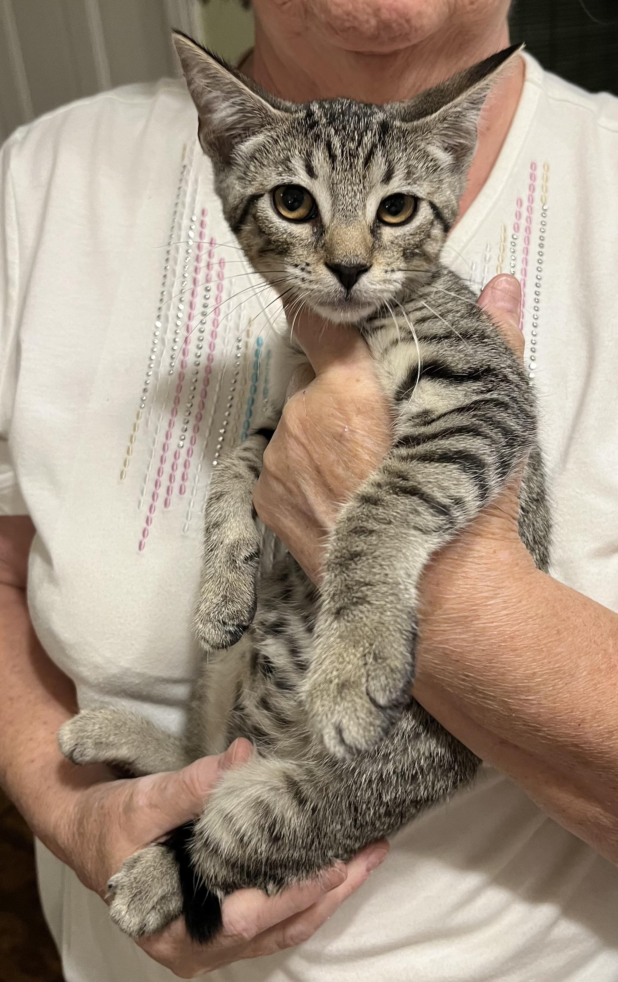 Haley (& see Holly), a Adoptable Tabby in Mobile, AL image 4/4