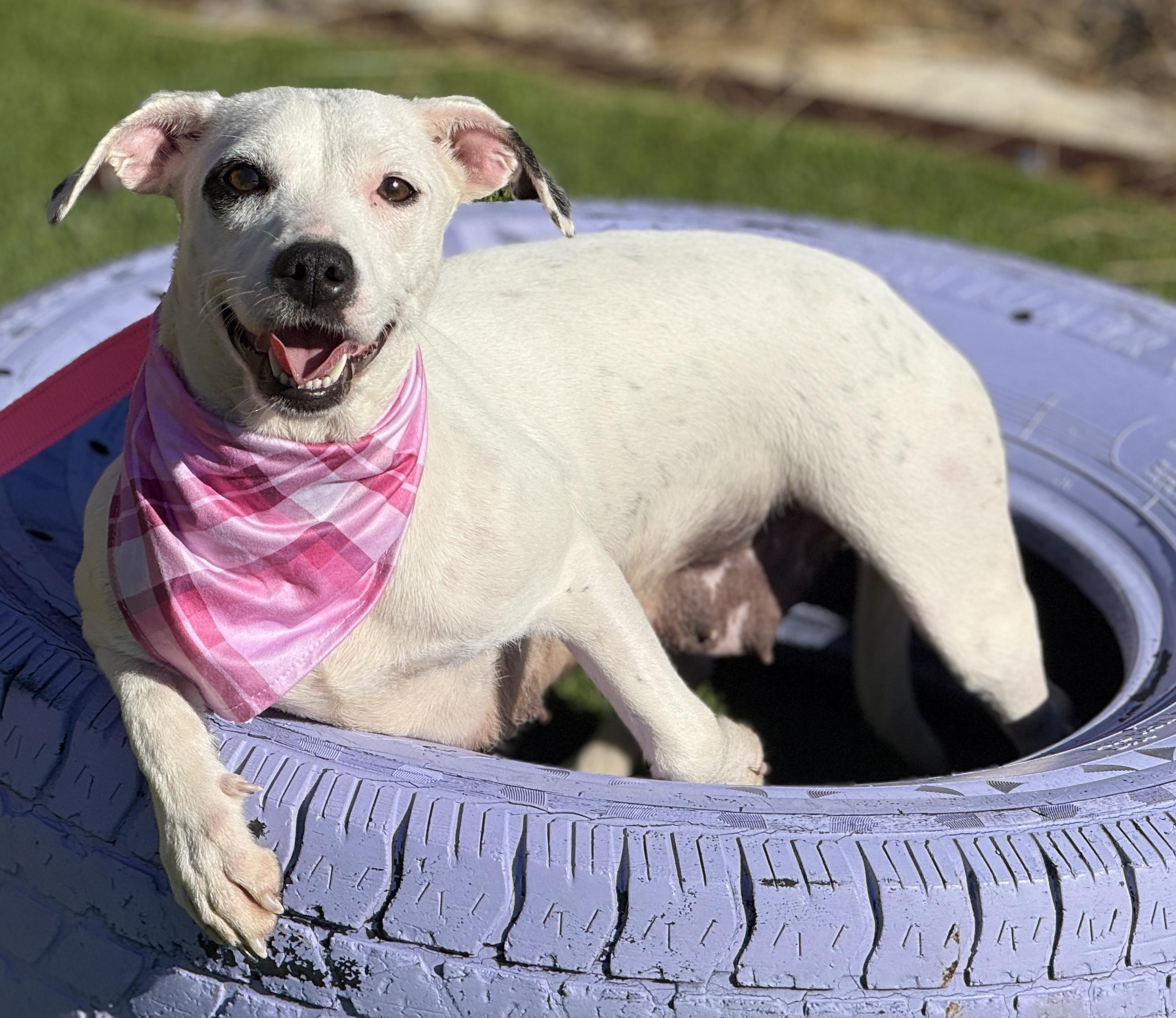 Enlarge Orchid - sweetest dog!, a Adoptable Dalmatian in San Antonio, TX image 4/5