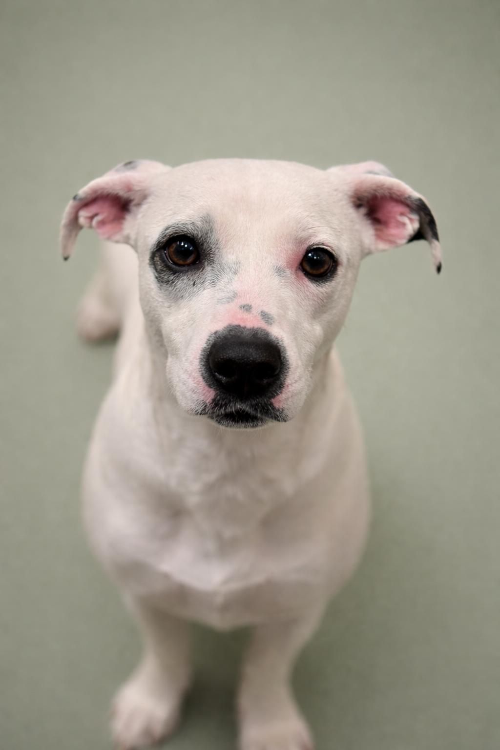 Enlarge Orchid - sweetest dog!, a Adoptable Dalmatian in San Antonio, TX image 1/5