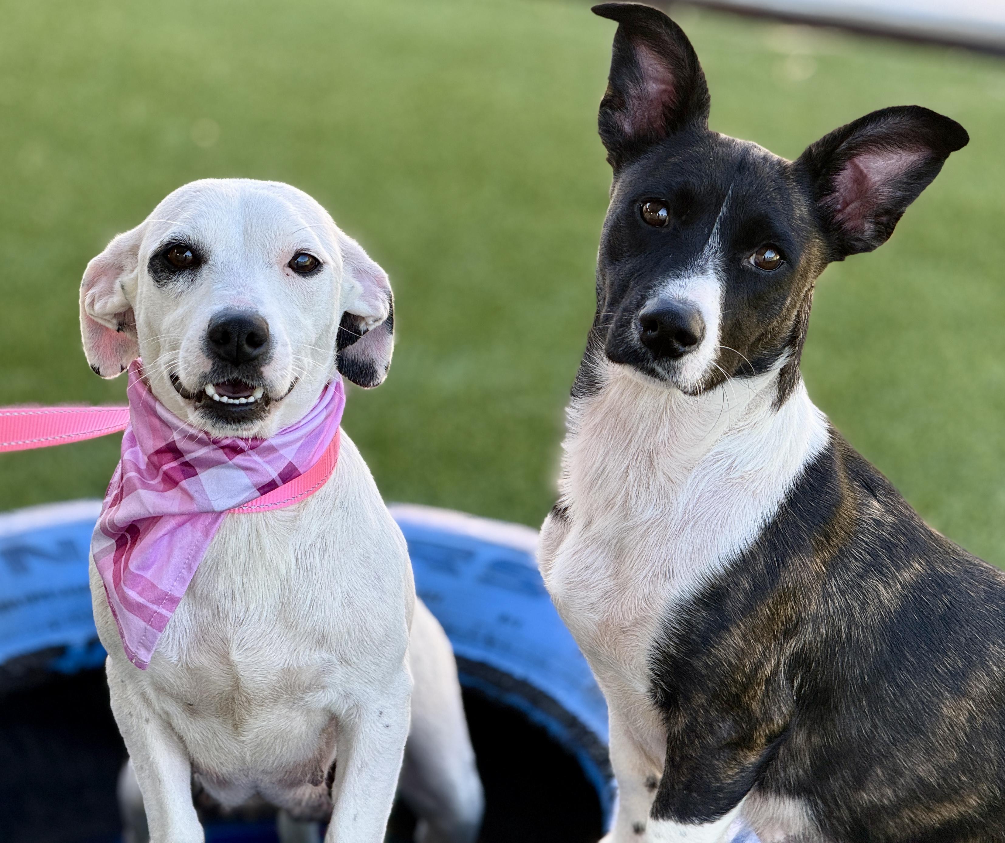 Enlarge Orchid - sweetest dog!, a Adoptable Dalmatian in San Antonio, TX image 3/5