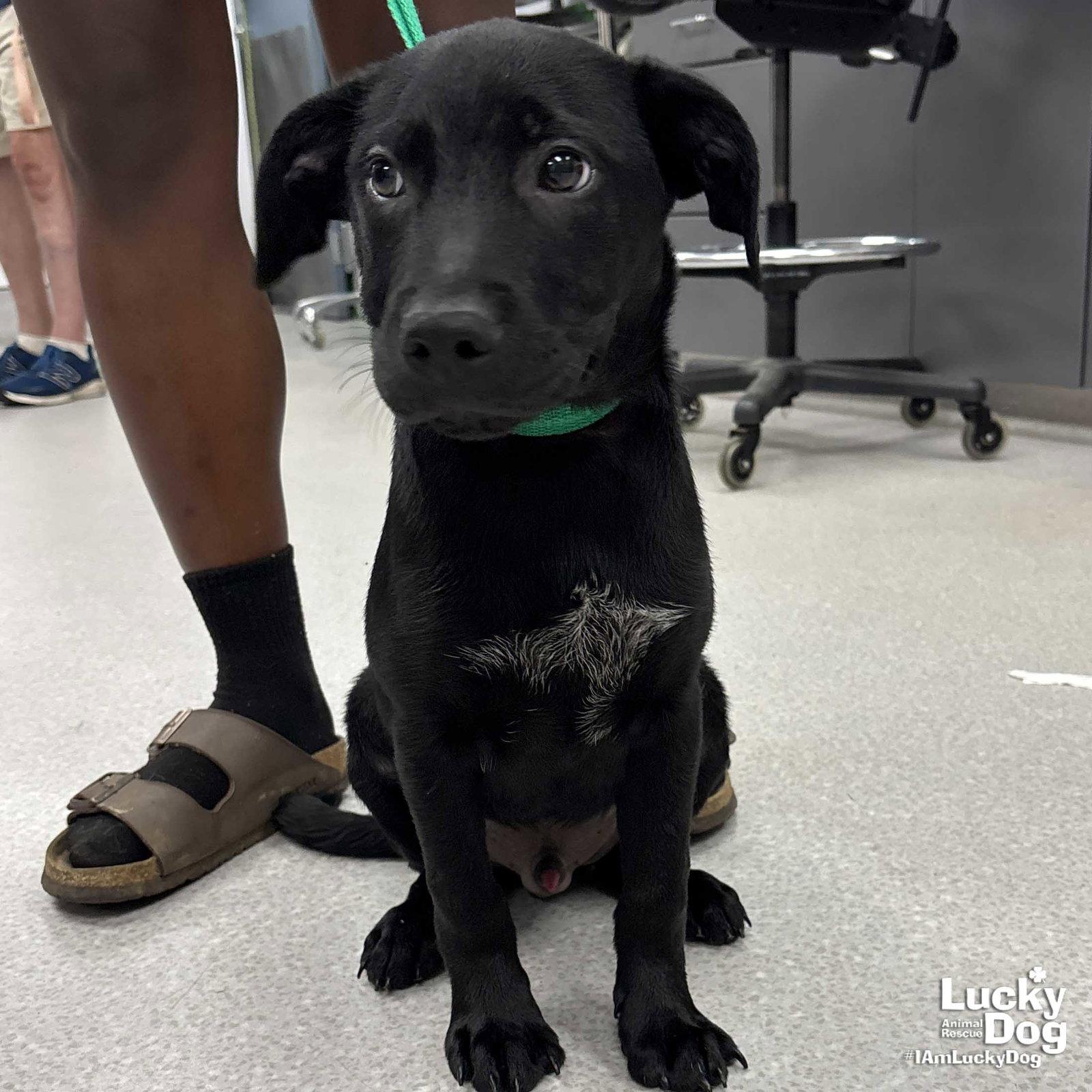 Van, a Adopted Labrador Retriever in Washington, DC image 1/2