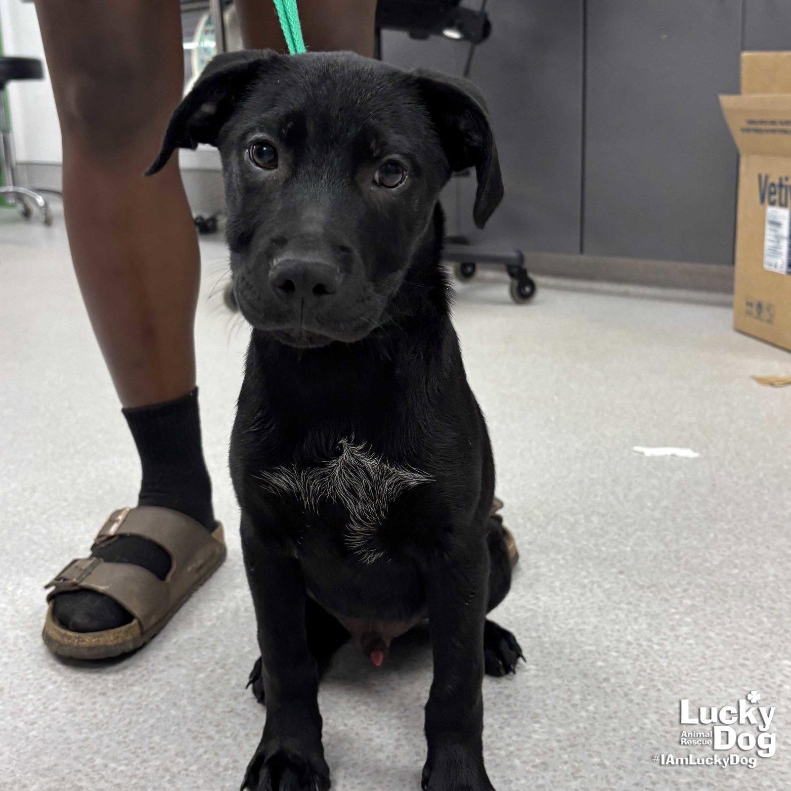 Van, a Adopted Labrador Retriever in Washington, DC image 2/2