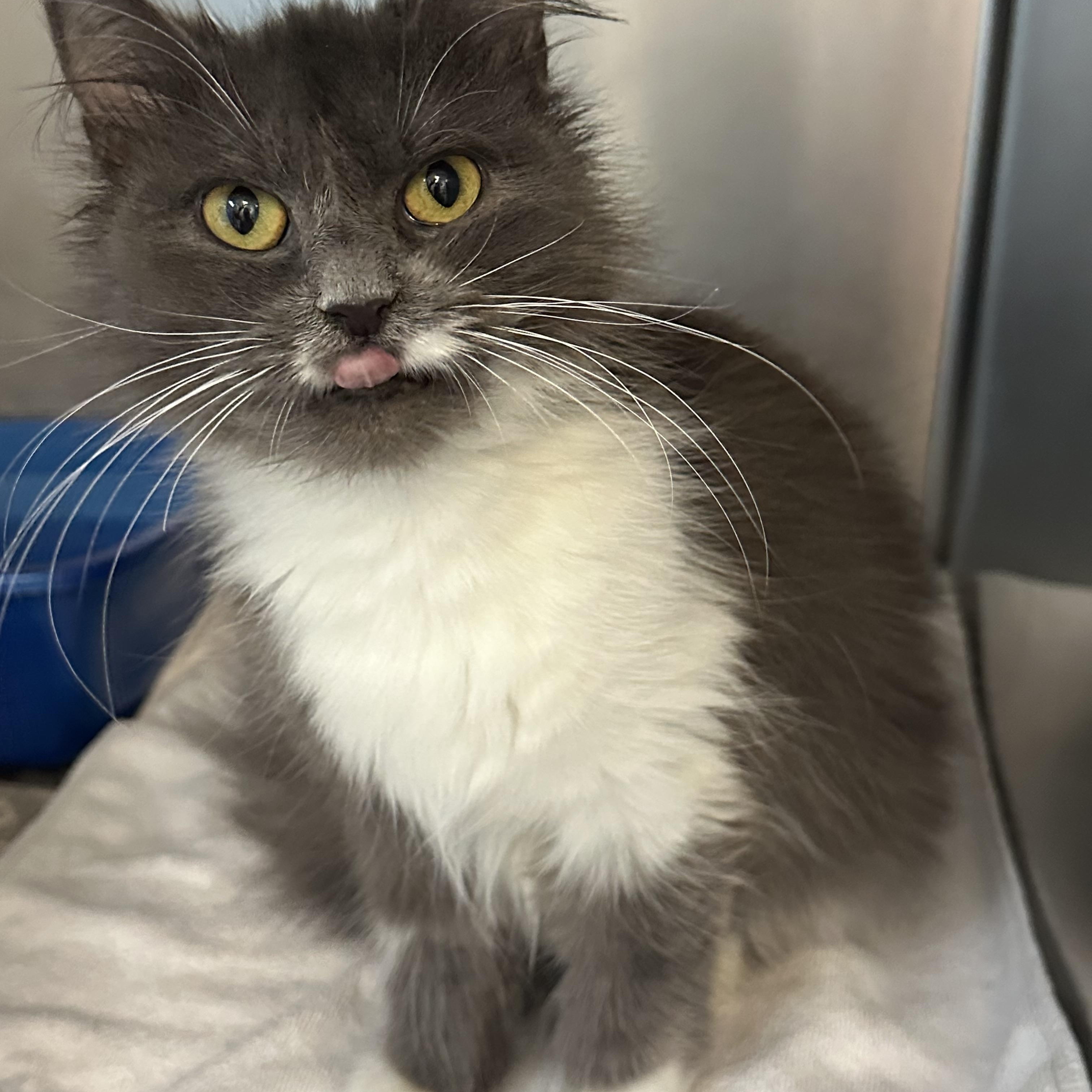 Georgia, a Adoptable Domestic Medium Hair in Clifton, NJ image 2/4