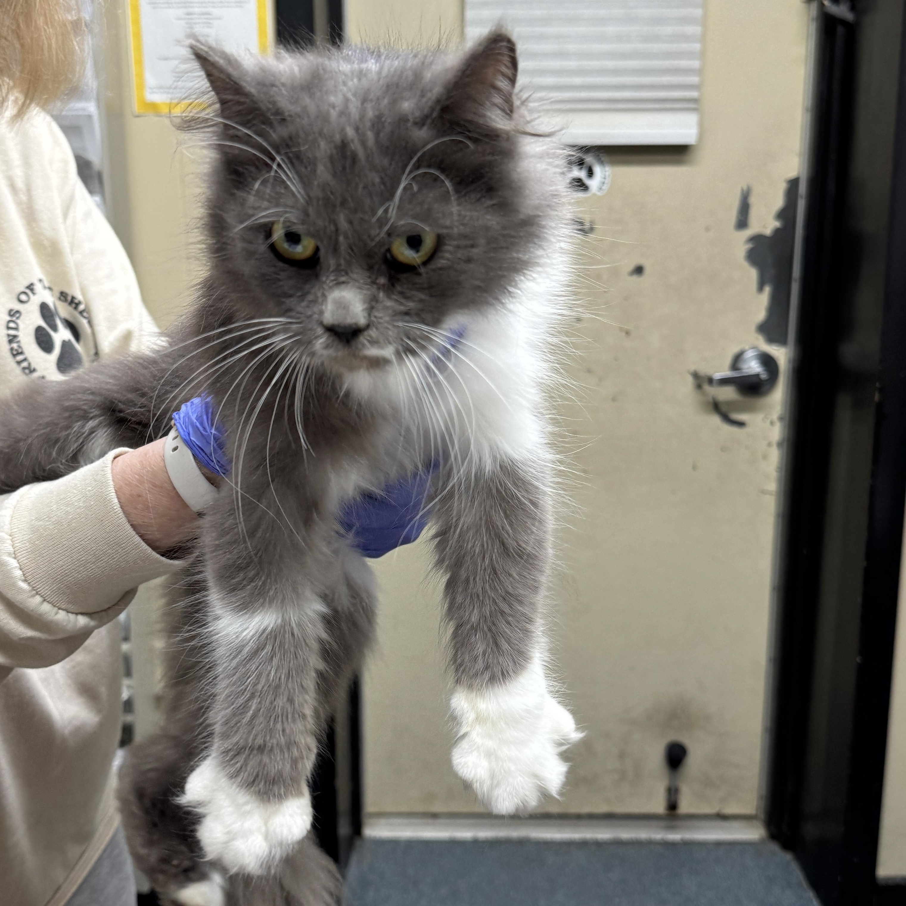 Georgia, a Adoptable Domestic Medium Hair in Clifton, NJ image 4/4